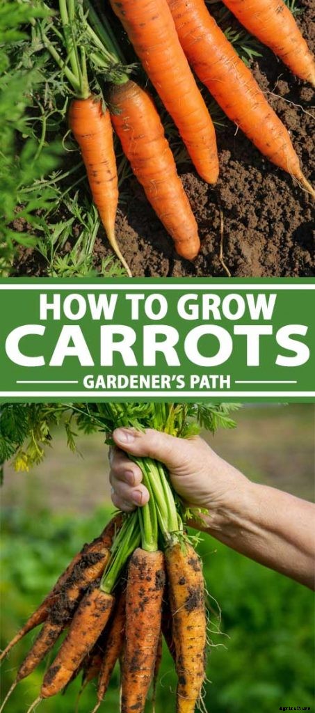 How to Grow Carrots in the Garden
