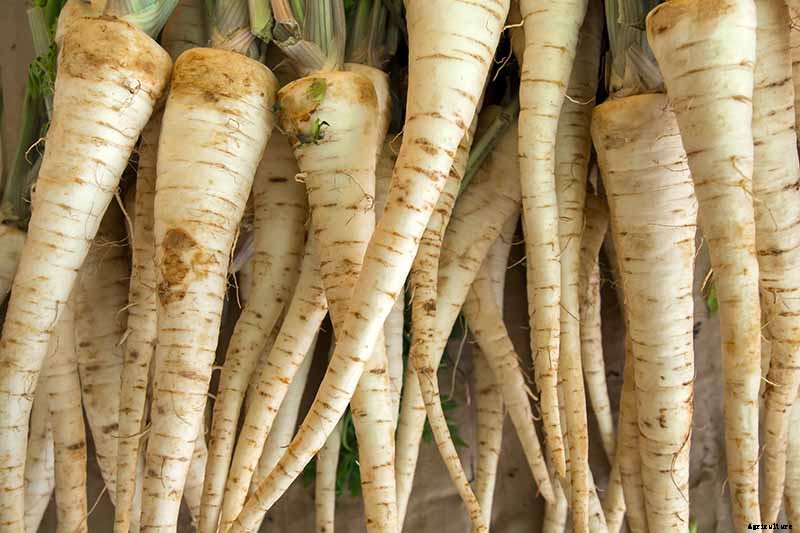 How to Grow Carrots in the Garden