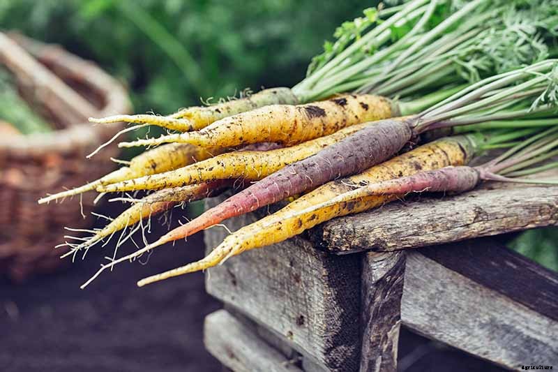 How to Grow Carrots in the Garden