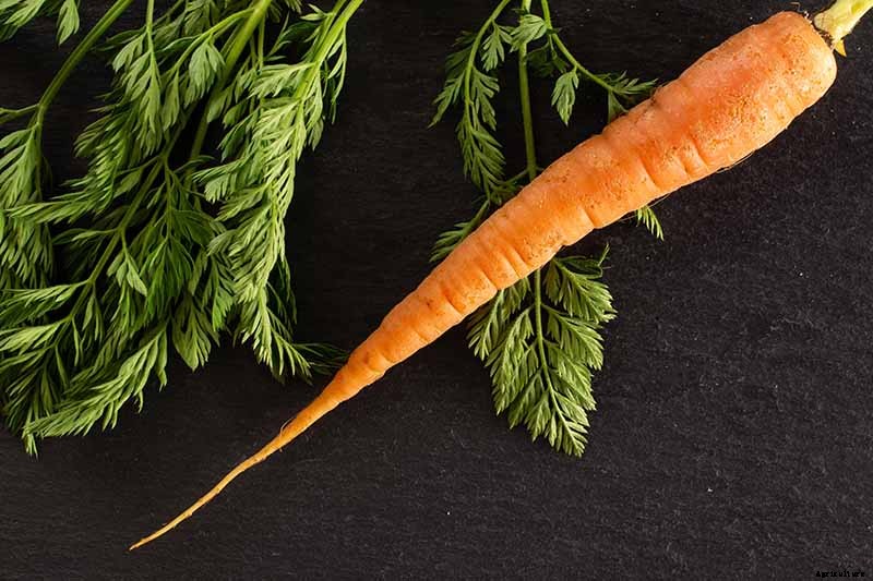 How to Grow Carrots in the Garden