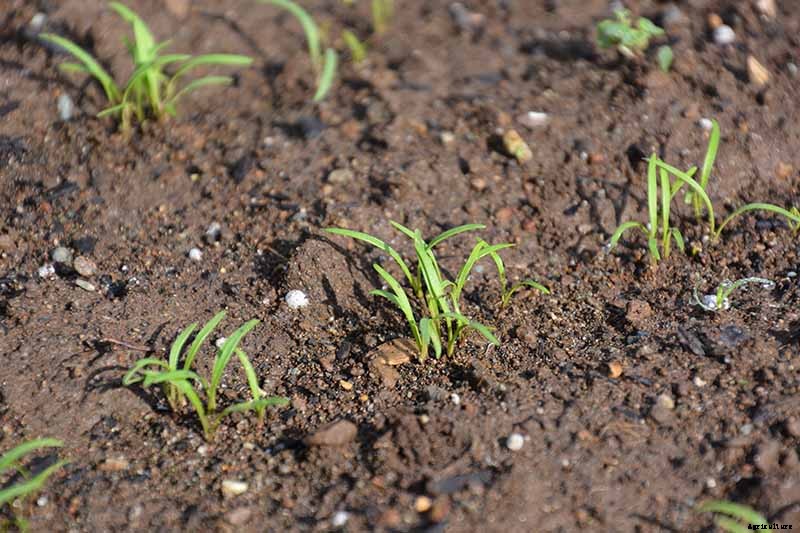 How to Grow Carrots in the Garden
