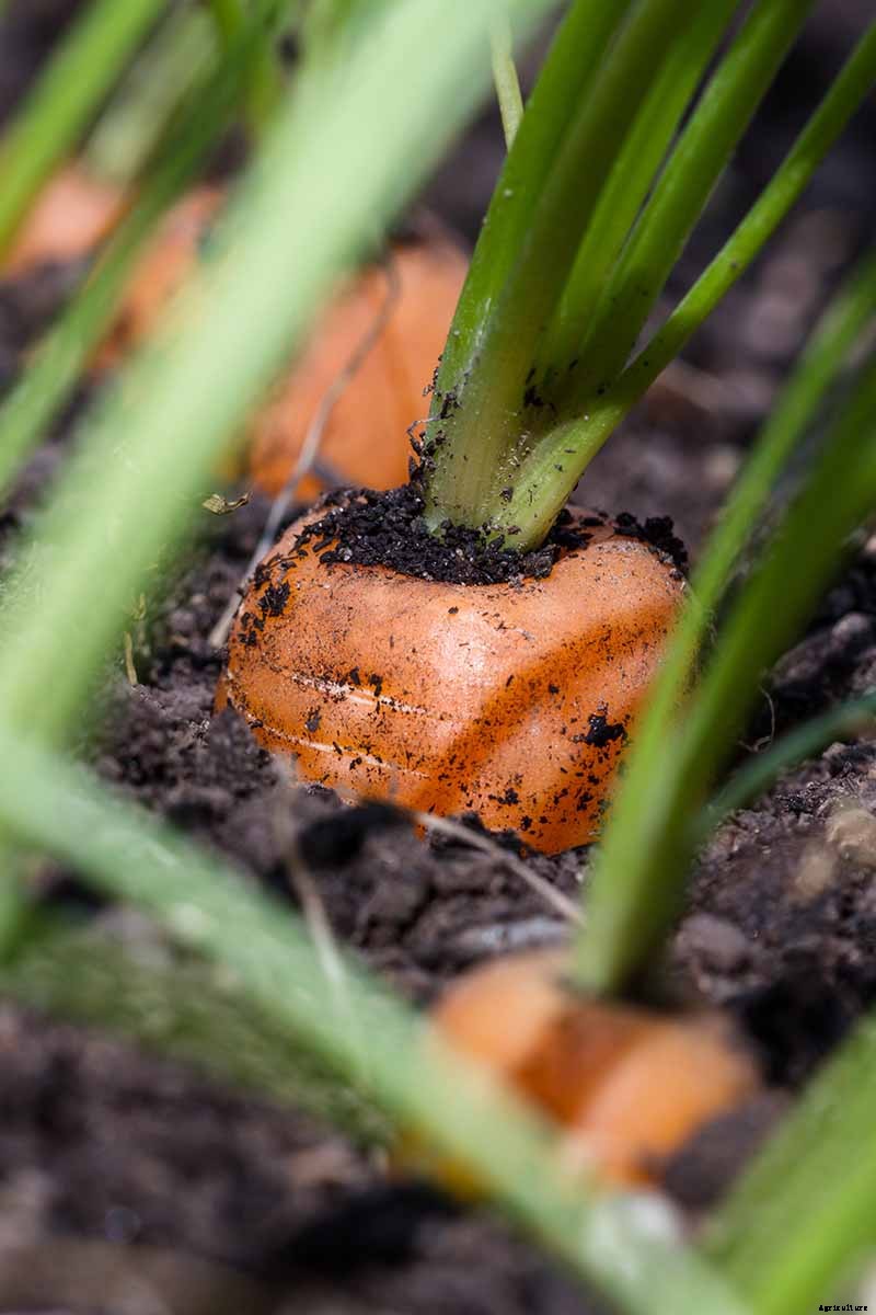How to Grow Carrots in the Garden
