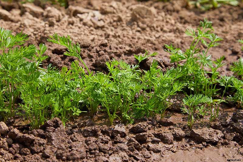 How to Grow Carrots in the Garden