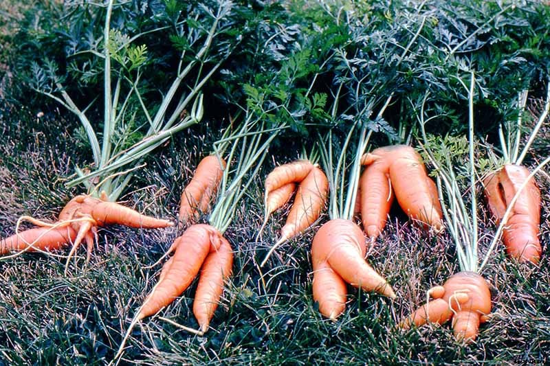 How to Grow Carrots in the Garden