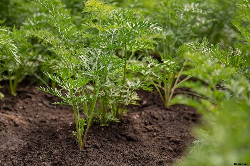 How to Grow Carrots in the Garden