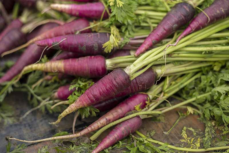 How to Grow Carrots in the Garden