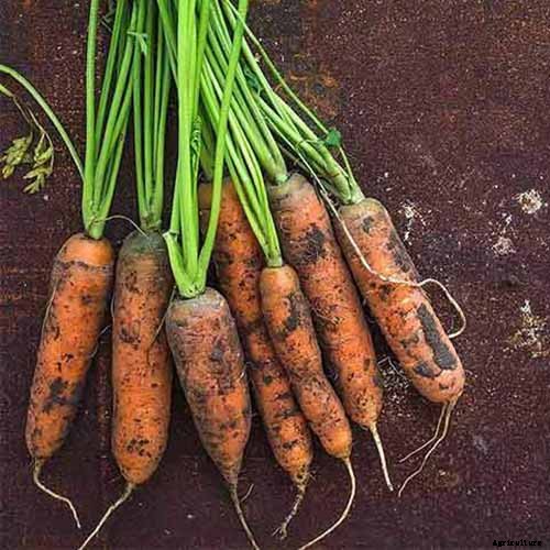 How to Grow Carrots in the Garden