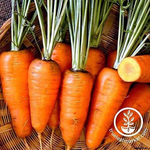 How to Grow Carrots in the Garden