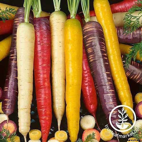 How to Grow Carrots in the Garden