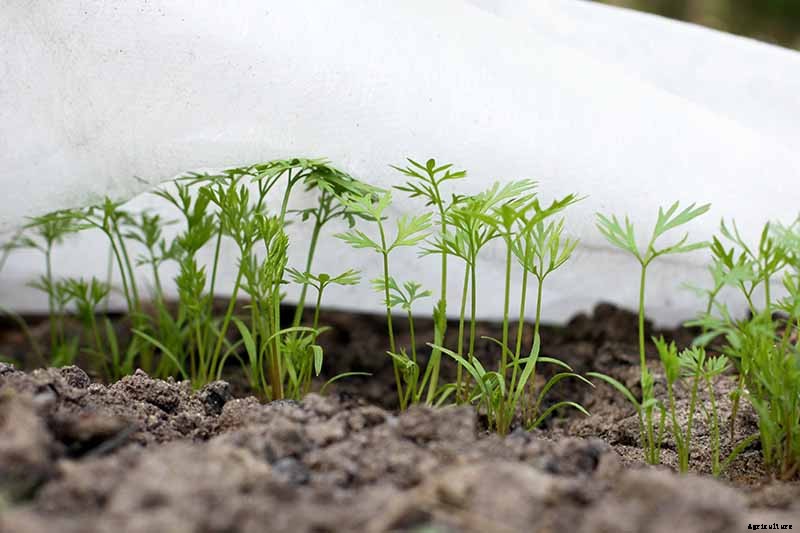 How to Grow Carrots in the Garden
