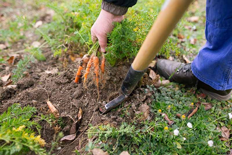 How to Grow Carrots in the Garden