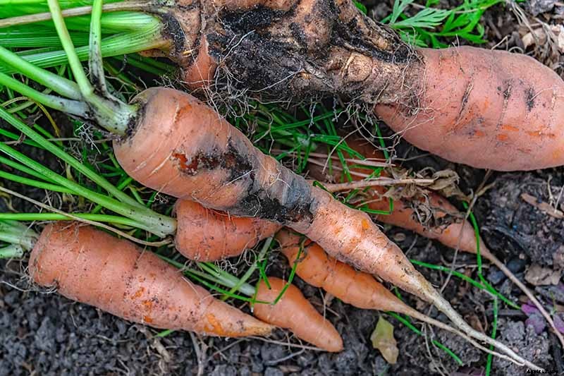 How to Grow Carrots in the Garden