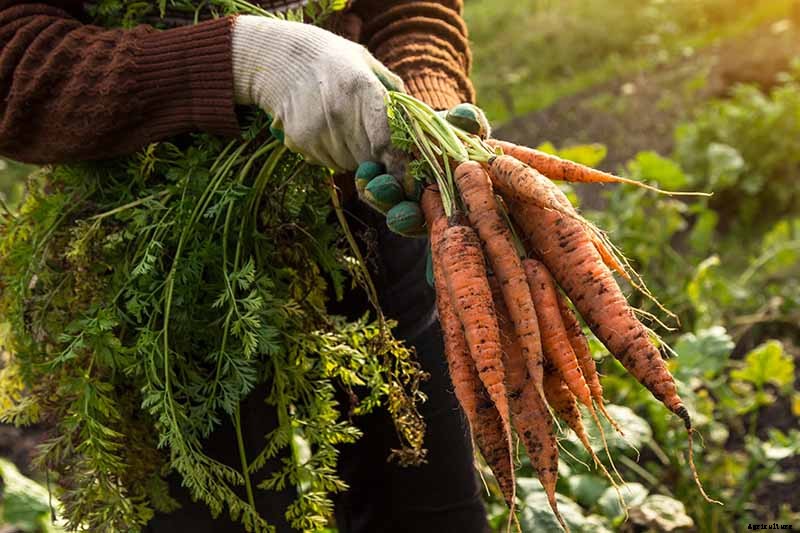 How to Grow Carrots in the Garden