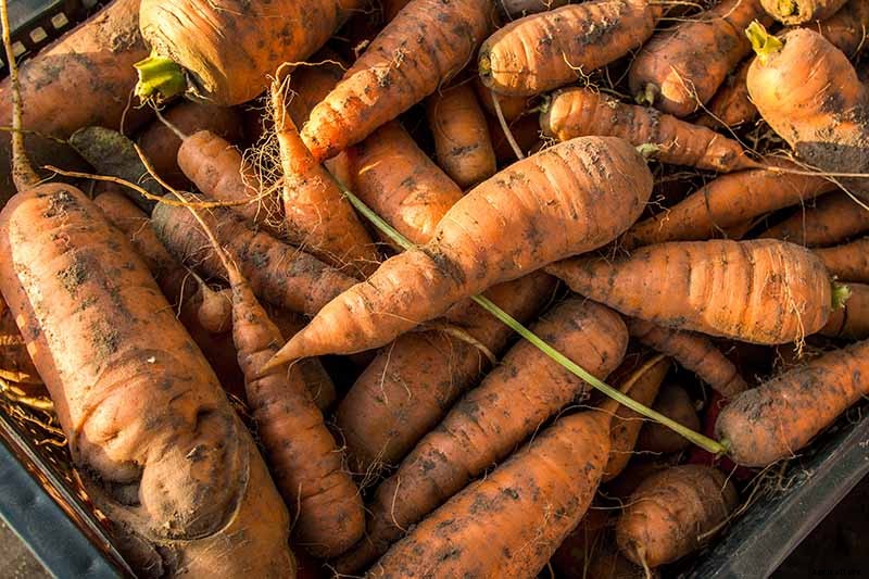 How to Grow Carrots in the Garden
