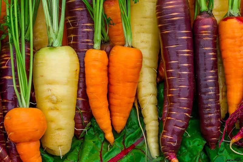 How to Grow Carrots in the Garden