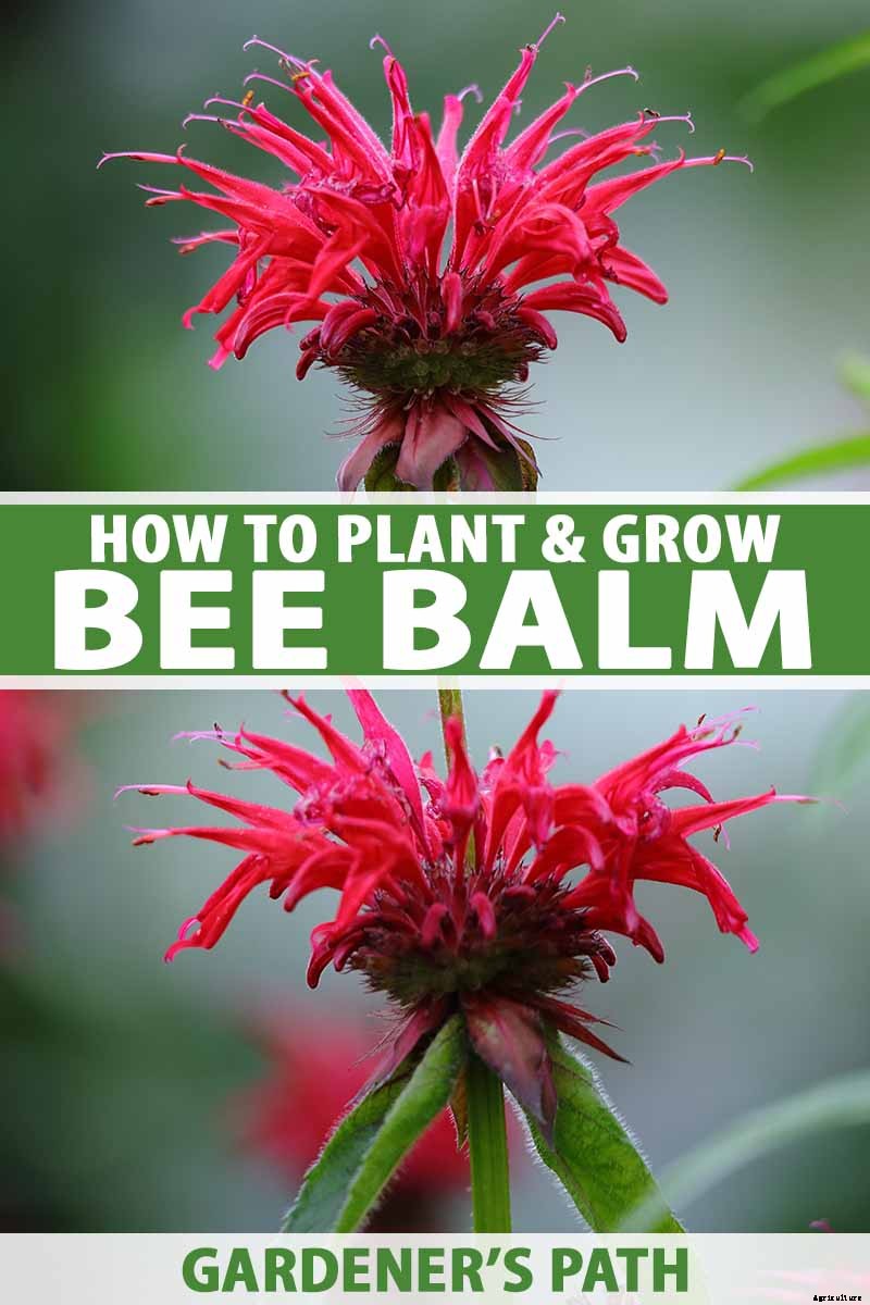 How to Grow Bee Balm: Bring Out the Hummingbirds!
