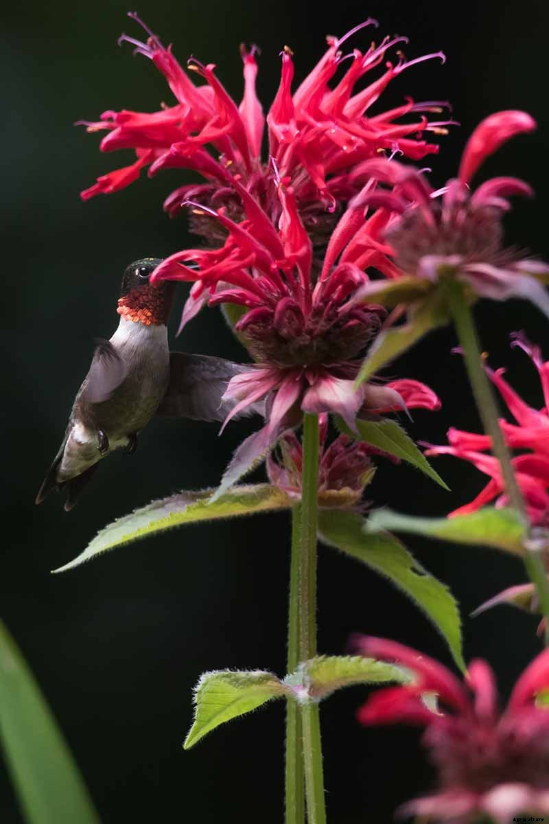 How to Grow Bee Balm: Bring Out the Hummingbirds!