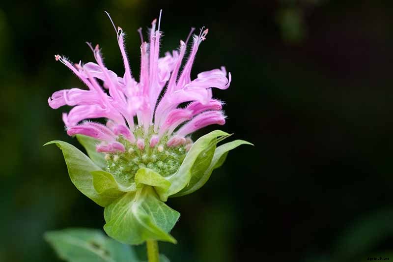 How to Grow Bee Balm: Bring Out the Hummingbirds!