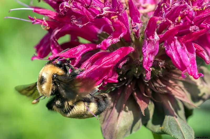 How to Grow Bee Balm: Bring Out the Hummingbirds!