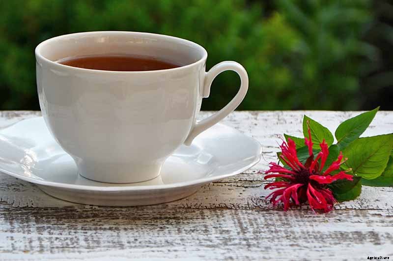 How to Grow Bee Balm: Bring Out the Hummingbirds!