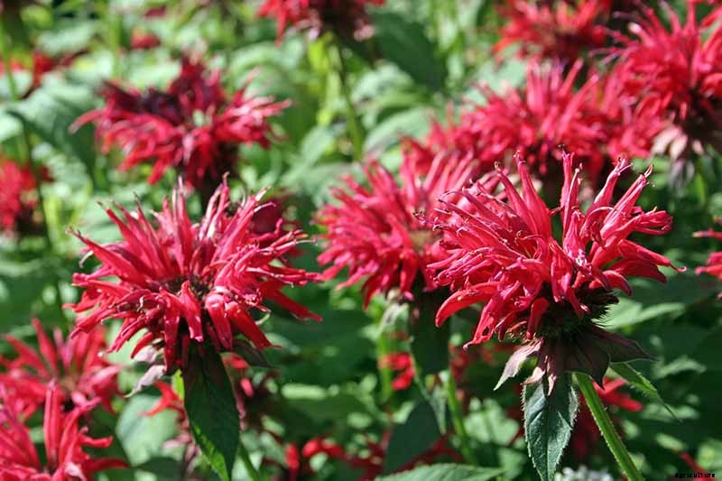 How to Grow Bee Balm: Bring Out the Hummingbirds!