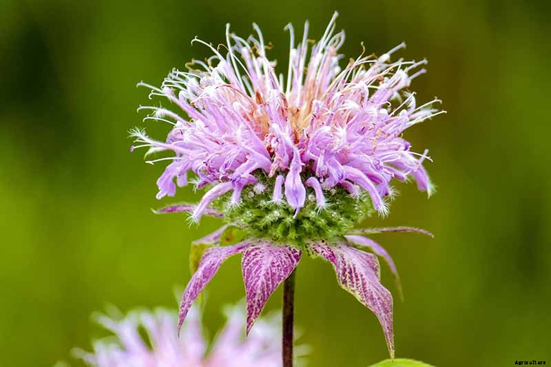 How to Grow Bee Balm: Bring Out the Hummingbirds!
