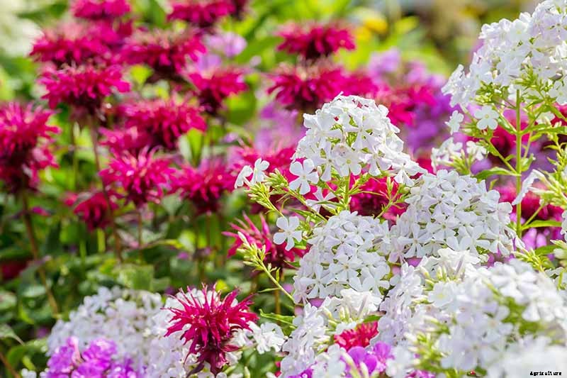 How to Grow Bee Balm: Bring Out the Hummingbirds!