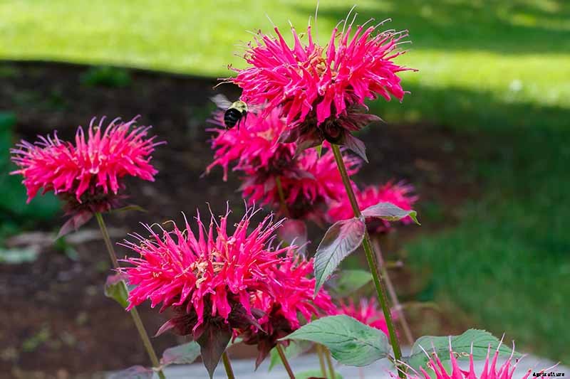 How to Grow Bee Balm: Bring Out the Hummingbirds!