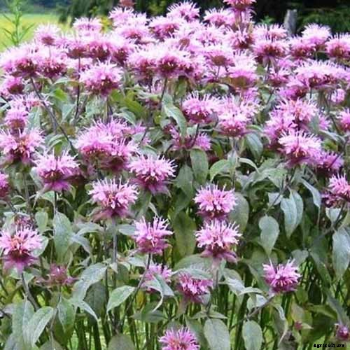 How to Grow Bee Balm: Bring Out the Hummingbirds!