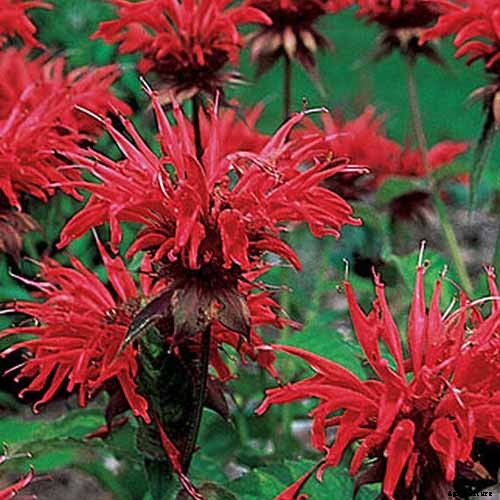 How to Grow Bee Balm: Bring Out the Hummingbirds!
