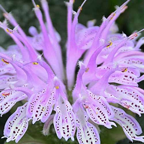 How to Grow Bee Balm: Bring Out the Hummingbirds!