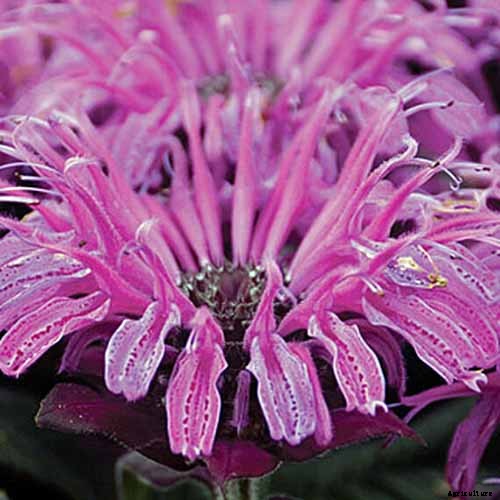 How to Grow Bee Balm: Bring Out the Hummingbirds!