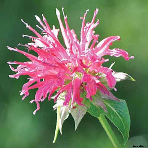 How to Grow Bee Balm: Bring Out the Hummingbirds!