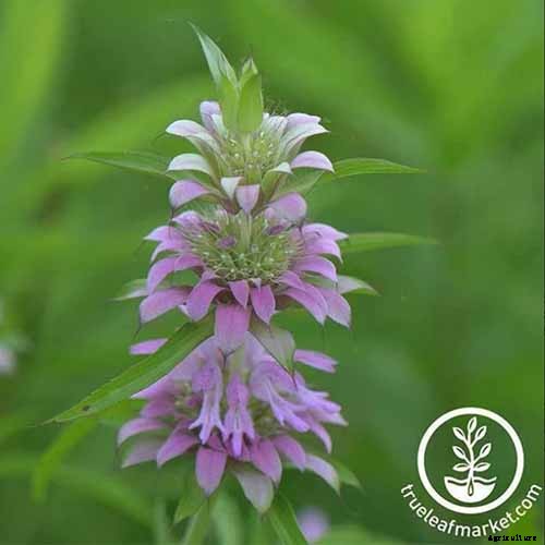 How to Grow Bee Balm: Bring Out the Hummingbirds!