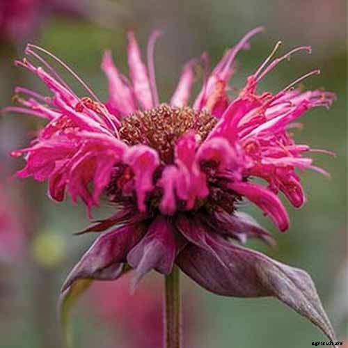 How to Grow Bee Balm: Bring Out the Hummingbirds!