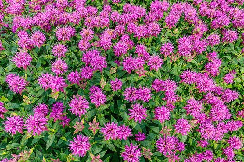 How to Grow Bee Balm: Bring Out the Hummingbirds!