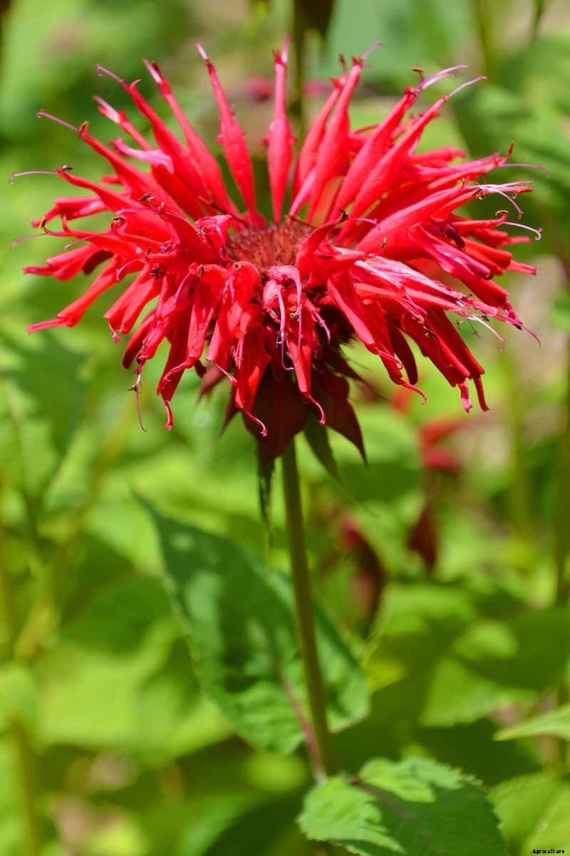 How to Grow Bee Balm: Bring Out the Hummingbirds!