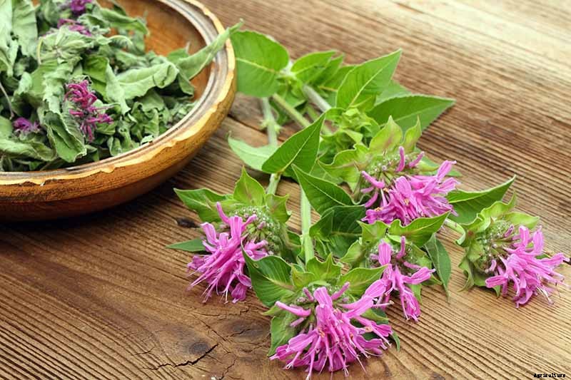 How to Grow Bee Balm: Bring Out the Hummingbirds!