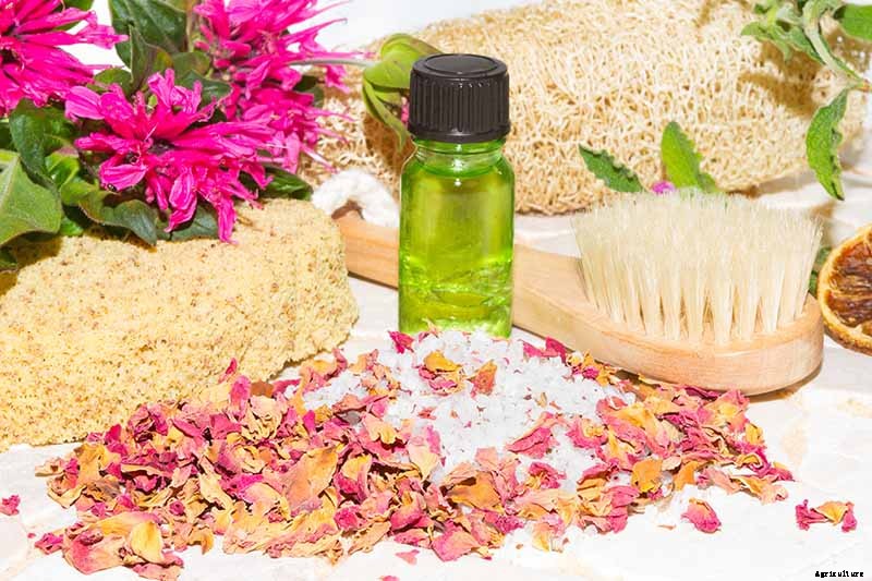 How to Grow Bee Balm: Bring Out the Hummingbirds!