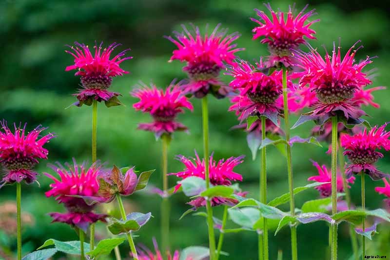 How to Grow Bee Balm: Bring Out the Hummingbirds!