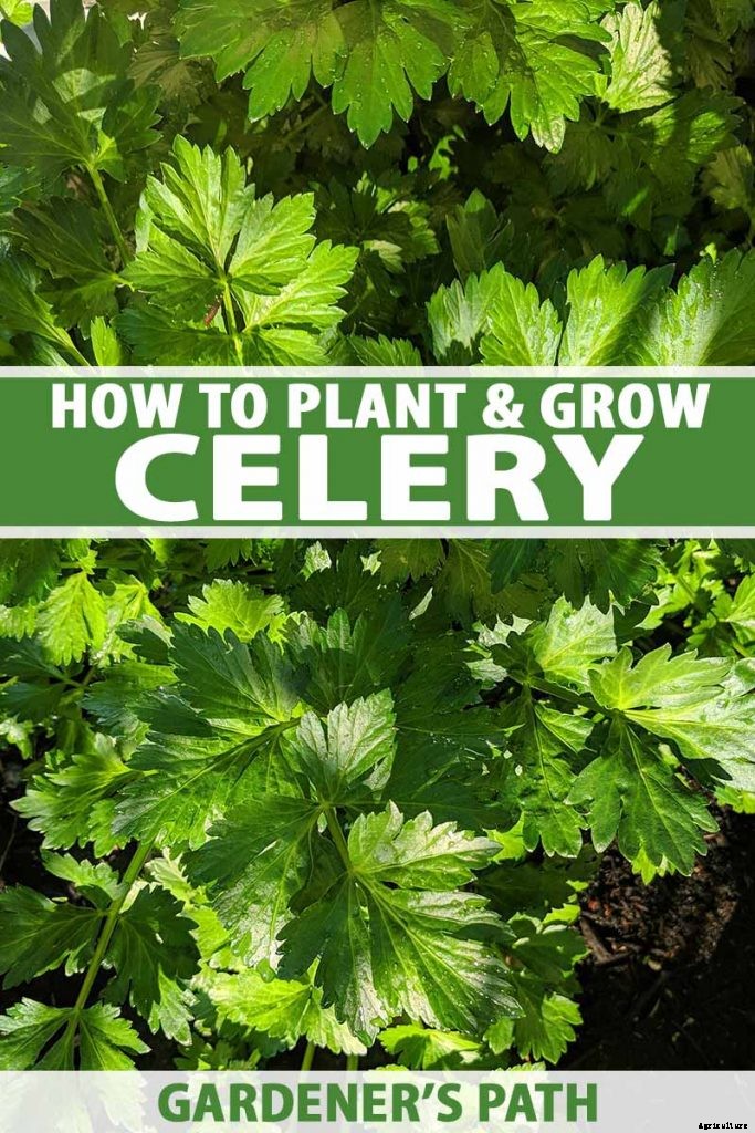 How to Grow Celery, a Marshland Plant Turned Tasty Veggie