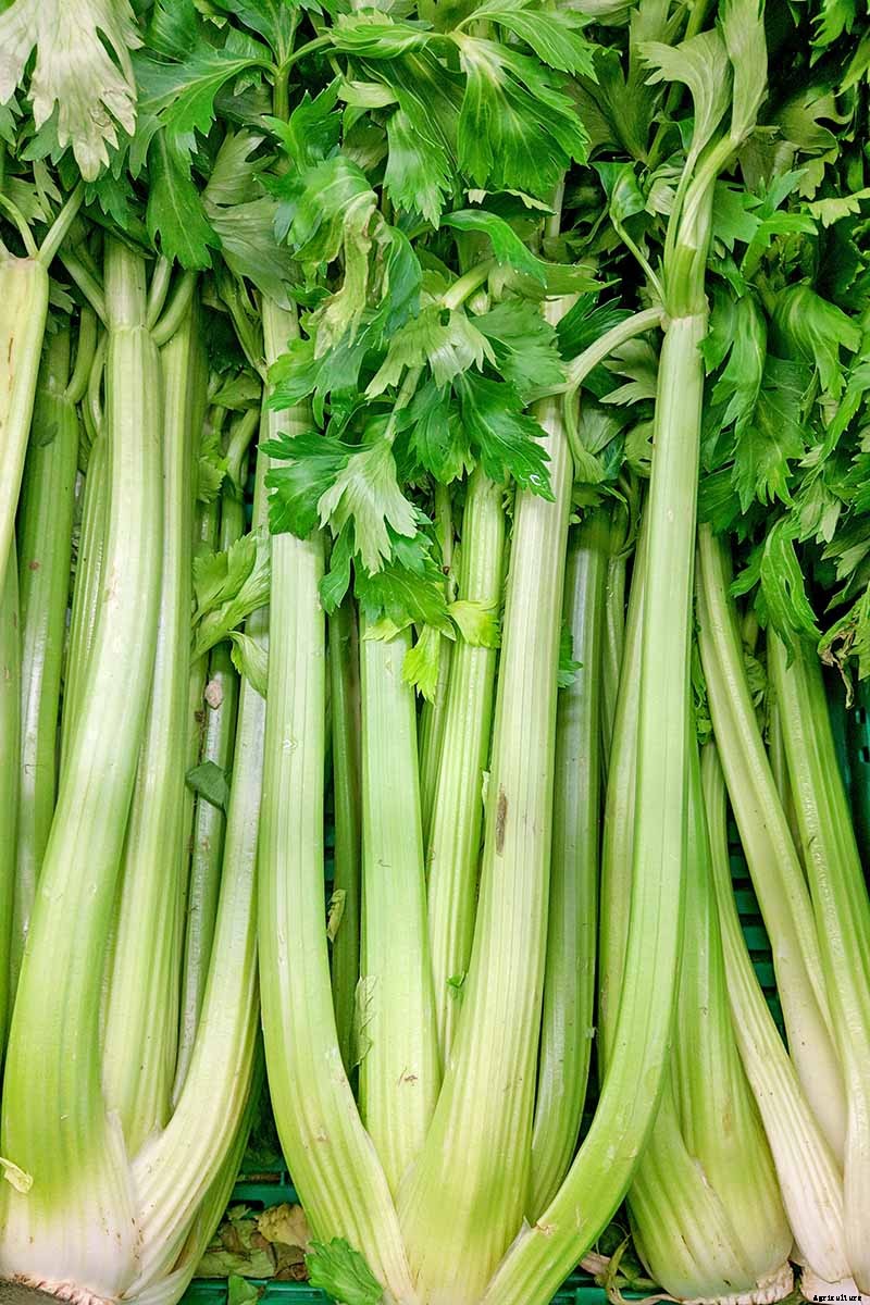 How to Grow Celery, a Marshland Plant Turned Tasty Veggie