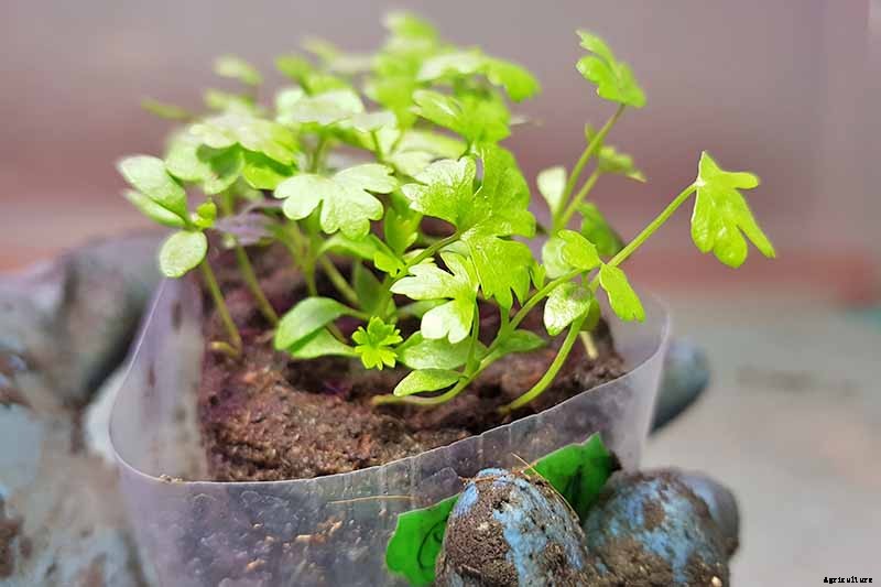 How to Grow Celery, a Marshland Plant Turned Tasty Veggie