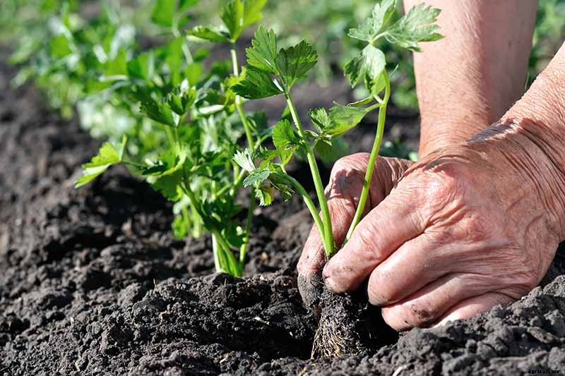 How to Grow Celery, a Marshland Plant Turned Tasty Veggie