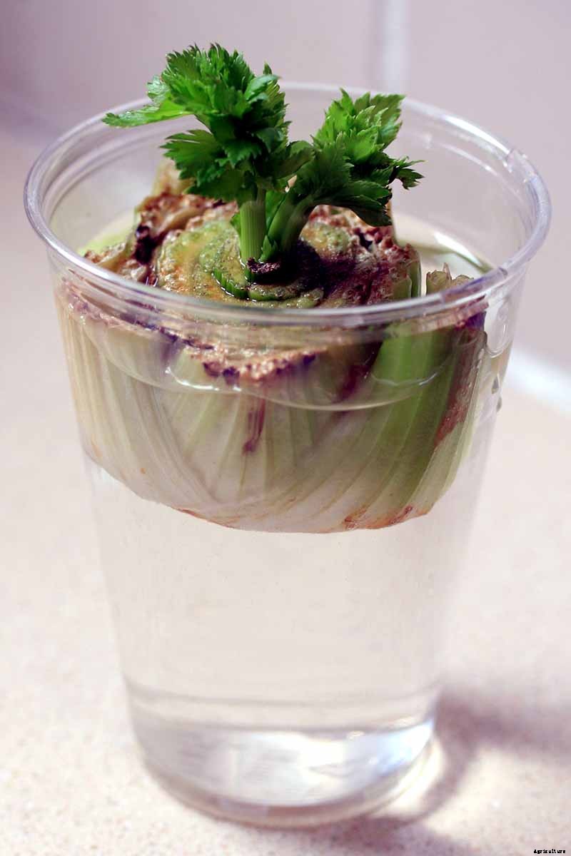 How to Grow Celery, a Marshland Plant Turned Tasty Veggie