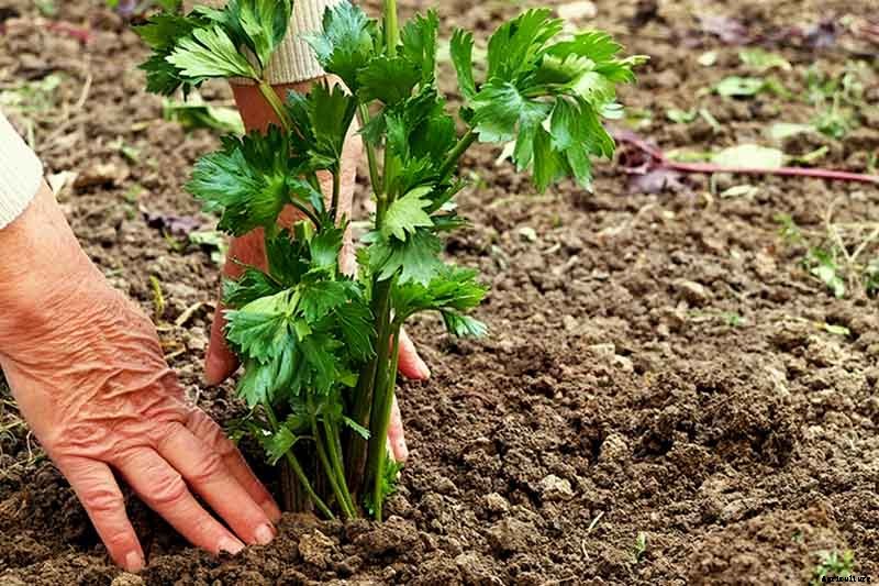 How to Grow Celery, a Marshland Plant Turned Tasty Veggie