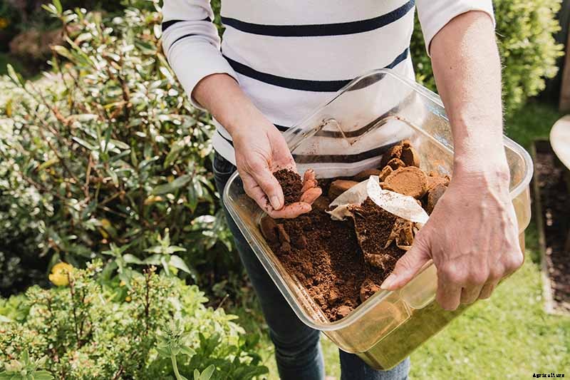 How to Grow Celery, a Marshland Plant Turned Tasty Veggie