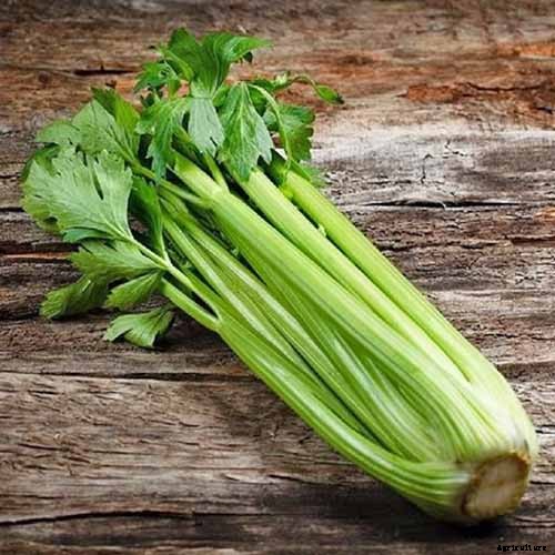 How to Grow Celery, a Marshland Plant Turned Tasty Veggie