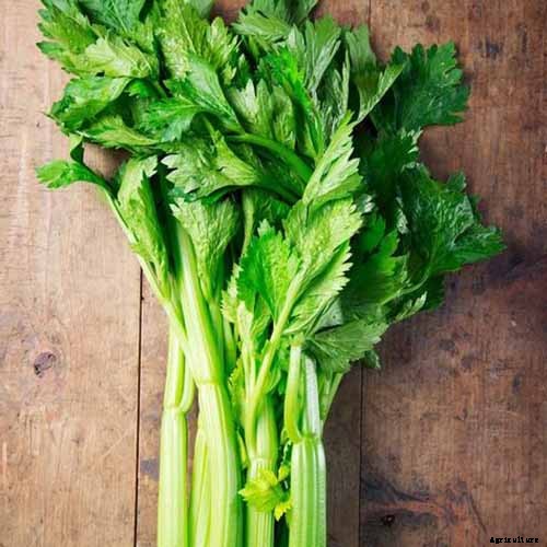 How to Grow Celery, a Marshland Plant Turned Tasty Veggie