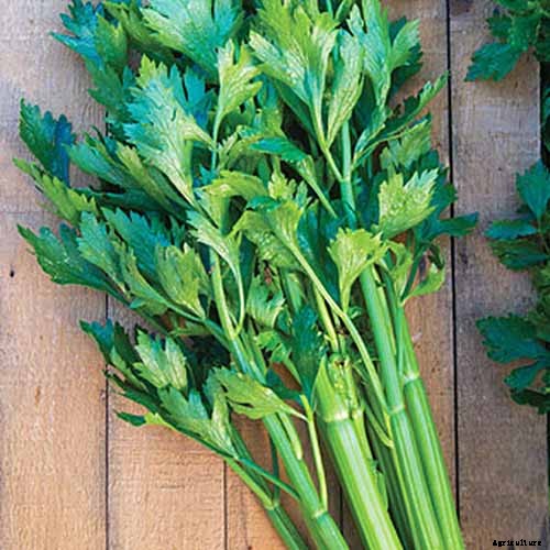 How to Grow Celery, a Marshland Plant Turned Tasty Veggie